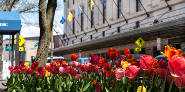 Tulips on Gibbs Street
